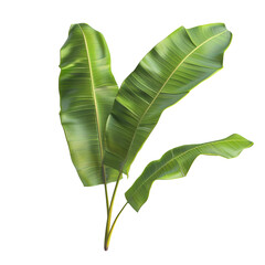Isolated Banana Leaf Branch