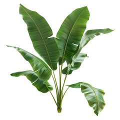 Tropical Banana Tree with Green Lush Leaves Isolated on a Black Background © juwairiya_nameera