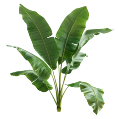 Tropical Banana Tree with Green Lush Leaves Isolated on a Black Background © juwairiya_nameera