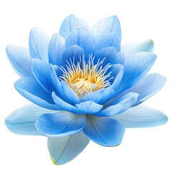 Obraz premium Water lily object isolated on transparent png.