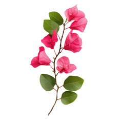 Bougainvillea object isolated on transparent png. 