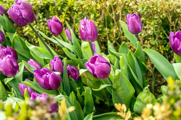 purple tulips in the garden