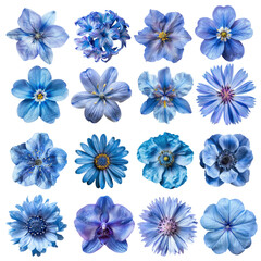 Obraz premium PNG blue flower element set, transparent background