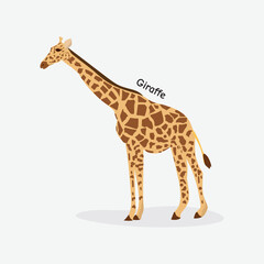 Giraffe Vector Illustration: Tall Savanna Animal