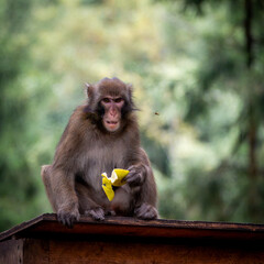 portrait of a macaque with banana