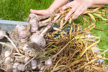 Hands of an elderly woman gardener holding a bunch of garlic against the background of a wheelbarrow with a garlic harvest