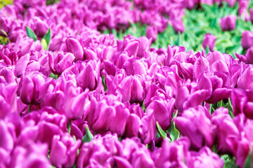 Obraz premium field of purple tulips