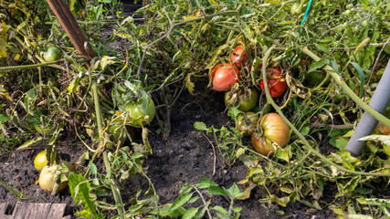 A bunch of tomatoes are on the ground in a garden