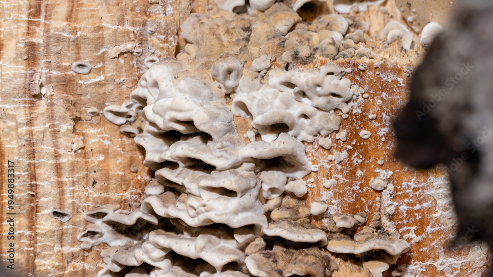 Poster a large white mushroom is growing on a tree trunk