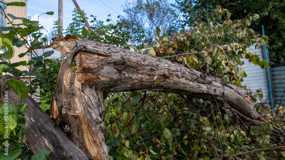 Poster a large tree branch has fallen on the ground