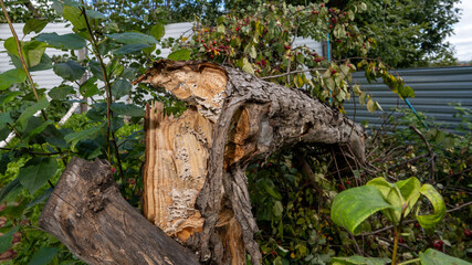 A large tree trunk has been cut down and is laying on the ground