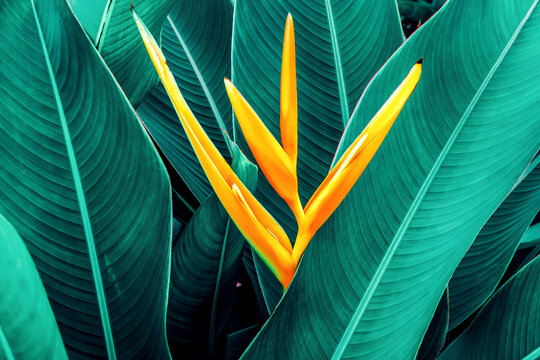 Abstract leaves a green nature background. Closeup of green nature leaf.