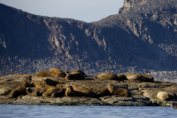 Walrus colony in the waters of Sjuoyane Island, Svalbard archipelago