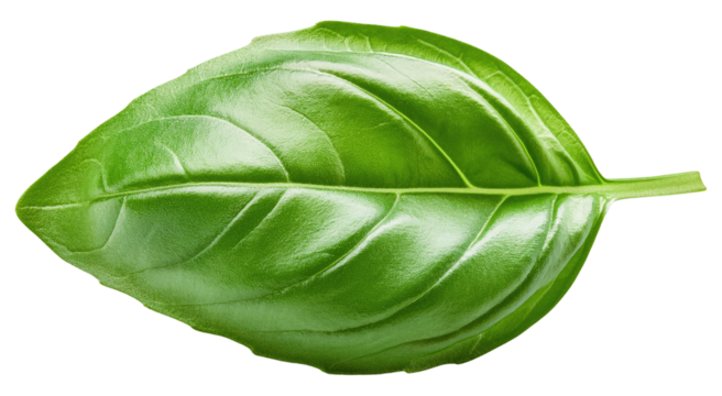 Fresh Green Basil Leaf Isolated on Transparent Background.