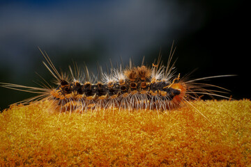 Orange Caterpillar on the plant, close-up of a caterpillar