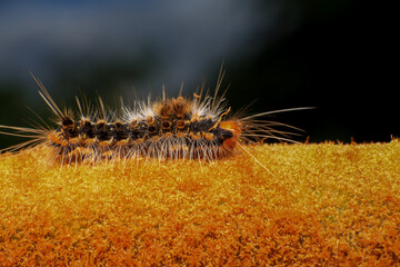 Orange Caterpillar on the plant, close-up of a caterpillar