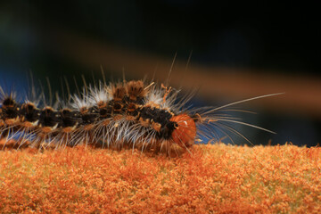 Orange Caterpillar on the plant, close-up of a caterpillar