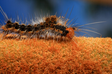 Orange Caterpillar on the plant, close-up of a caterpillar