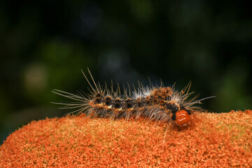 Orange Caterpillar on the plant, close-up of a caterpillar