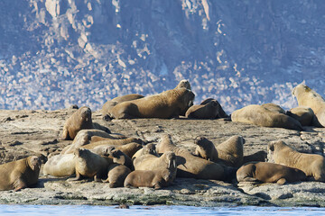Walrus colony in the waters of Sjuoyane Island, Svalbard archipelago
