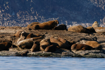 Walrus colony in the waters of Sjuoyane Island, Svalbard archipelago
