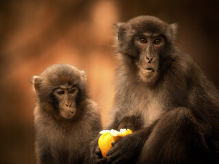 japanese macaque mother and son