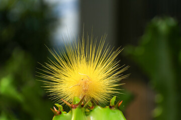 Yellow caterpillar on a cactus, close-up, macro