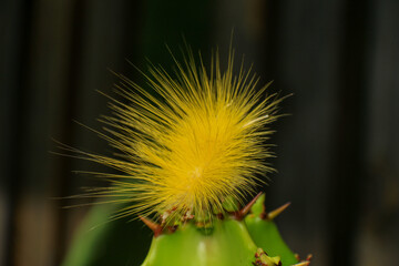 Yellow caterpillar on a cactus, close-up, macro