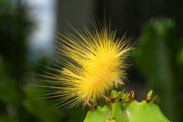Yellow caterpillar on a cactus, close-up, macro