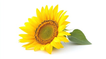 Obraz premium Single Sunflower Blossom on White Background