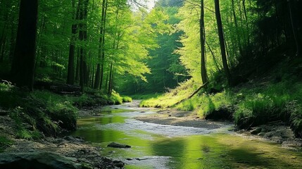 Fototapeta premium A peaceful mountain stream winding through a dense forest, with tall trees and thick underbrush on either side. The water is clear and smooth, reflecting the green of the surrounding foliage.