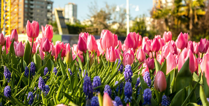 blooming crocuses and tulps in the garden