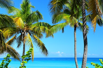 Varadero, CUBA - April 08, 2023:  Wide angle shot of beautiful beach on a hot summer day in the Caribbean, in Varadero, Cuba. Empty beach, calm sea.