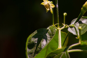 close up of chili flowers and leaves