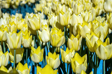 Obraz premium yellow tulips in the garden