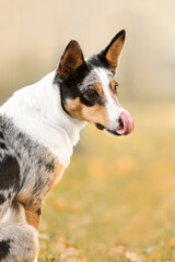 Dog sitting on grass with fallen leaves, looking at the camera with its tongue out.