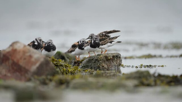 Group of Ruddy turnstone Arenaria interpres sit on rocks covered in seaweed