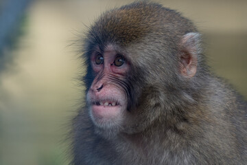 Obraz premium grumpy macaque ( (Macaca fuscata)