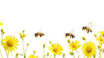 Bees collecting nectar from bright yellow flowers isolated on transparent background