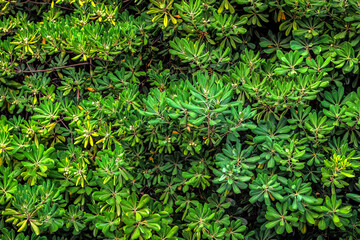 Green and lush rhododendron texture