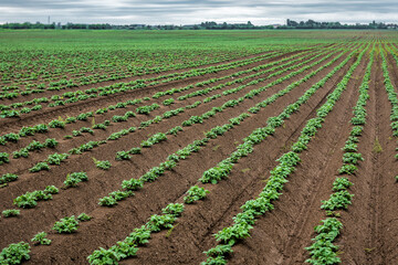 Furrows row with new organic potato on the field