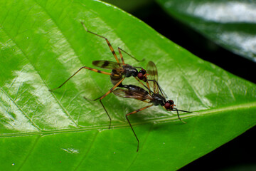 Wasp, Macro photo of a pair of insects mating on a green leaf
