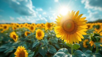Obraz premium Sunlit Sunflower in a Field of Blooming Sunflowers