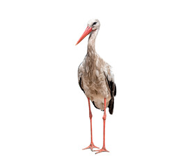 Portrait of beautiful wild stork isolated on white background