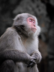 japanese macaque ( (Macaca fuscata) enjoying the sun