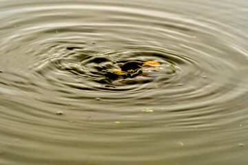 close up of liquid gold ripple wave for abstract background, droplet water wave