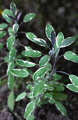 Garden Sage plant, Salvia officinalis growing in herbal garden. Close up. Vertical crop.