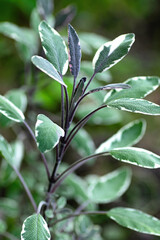 Garden Sage plant, Salvia officinalis growing in herbal garden. Close up. Vertical crop.