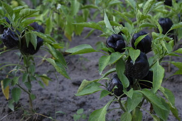 Black bell pepper on the field. Soils for paprika. Sweet pepper cultivation, care, and watering.