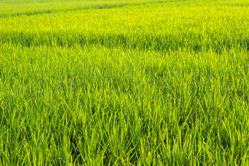 Young rice plants stand tall and healthy, creating a carpet of dense, uniform green foliage